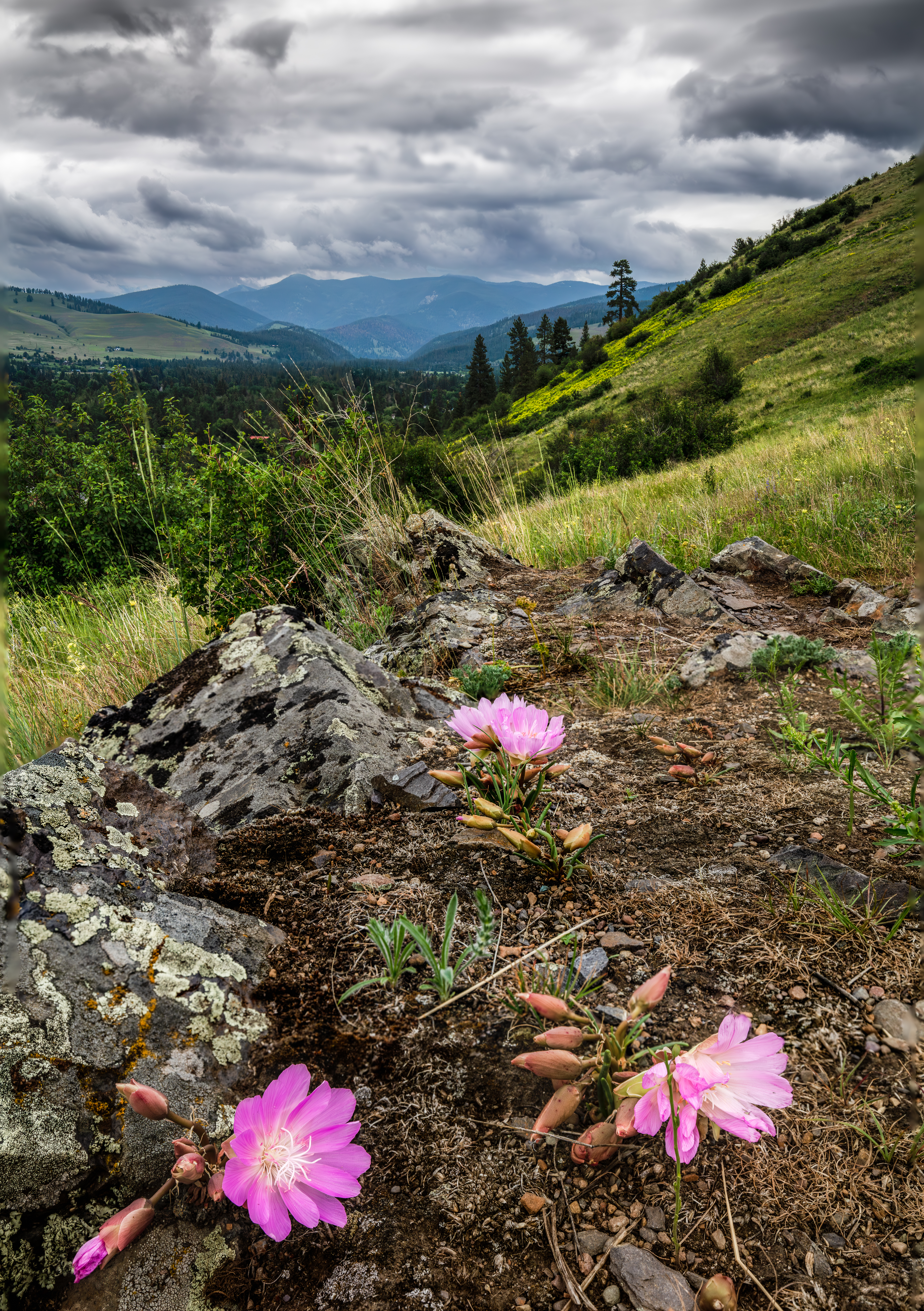 Patrick L. Shepherd - Bitterroot Flowers await North Hill storm on Mount Jumbo in Missoula MT (1)