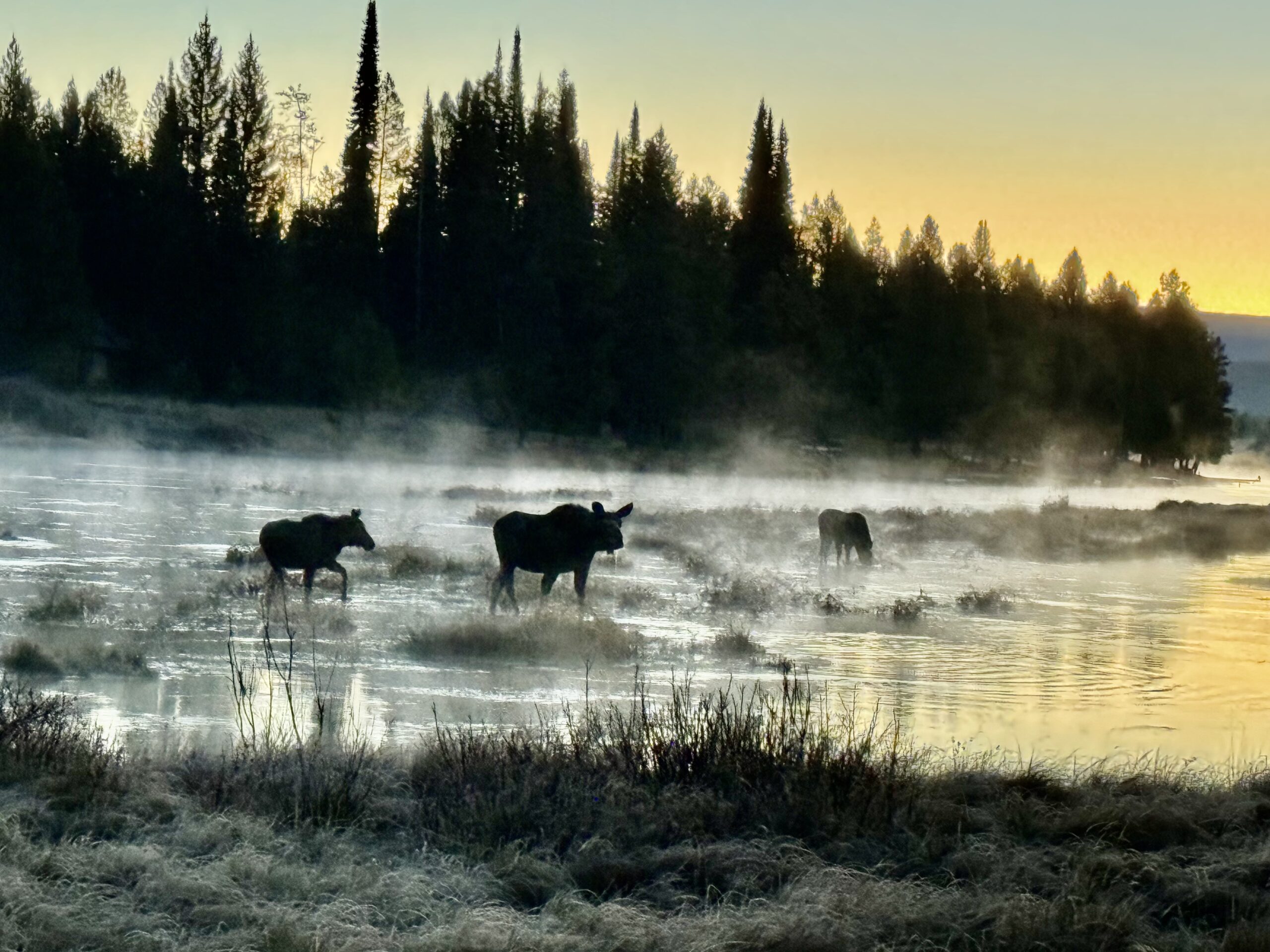 Dianne Robison - Cow Moose and calf twins on the Henry’s Fork at sunrise, ID Dianne Robison - Cow Moose and calf twins on the Henry’s Fork at sunrise, ID